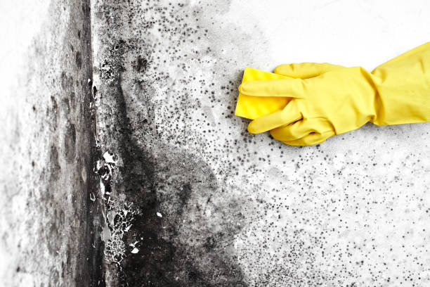 Best Emergency Mold Removal  in Marienville, PA