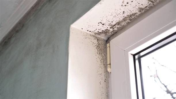Best Local Mold Removal Service  in Marienville, PA