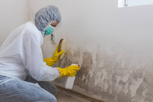 Best Crawl Space Mold Removal  in Marienville, PA