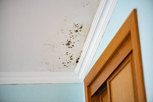 Best Mold Testing  in Marienville, PA