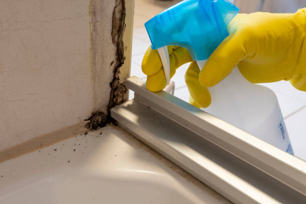 Best Affordable Mold Removal  in Marienville, PA