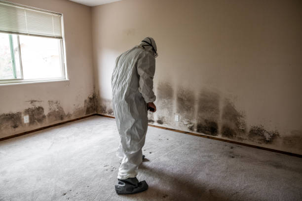 Best Same-Day Mold Removal  in Marienville, PA