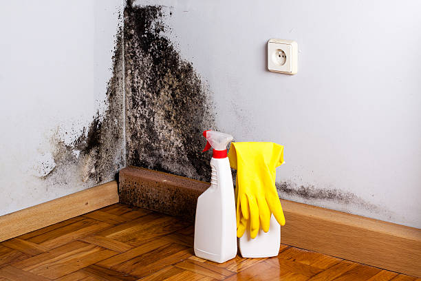 Best Mold Remediation  in Marienville, PA