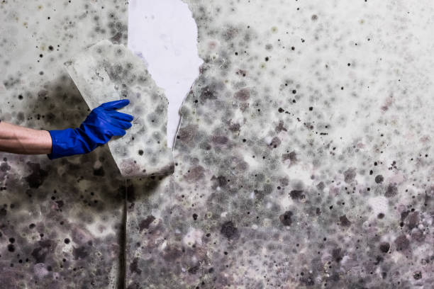 Professional Mold Removal in Marienville, PA